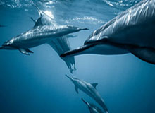 美燃油期货市场指数,美燃油期货行情